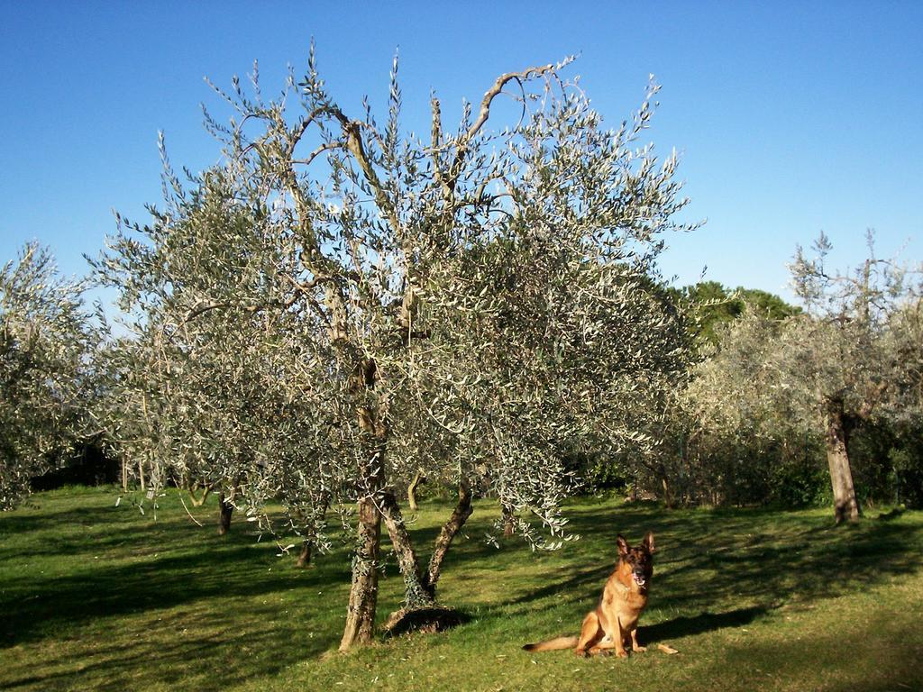 סן ג'ימיניאנו Podere Il Caggio Rooms מראה חיצוני תמונה